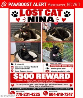 Lost cat poster for Nina, missing in Vancouver since October 5