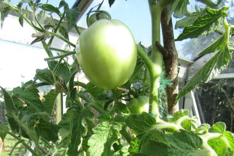 Ottawa Launches $750-Million Program for Year-Round Canadian Fruit and Vegetable Production