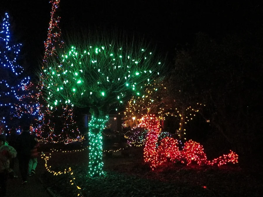 holiday-lights-trail-night