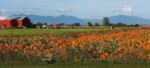 ladner-delta-bc