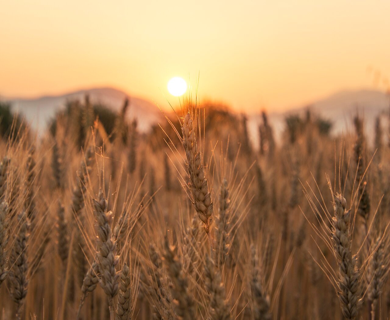 Wheat field at sunset.